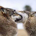 nicolasflamel avatar