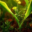 nicoleeenatalia avatar