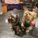 nicollemalfoy avatar