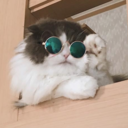 nie-moj-cyrk-nie-moje-malpy avatar