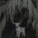 niejestemborderkicia avatar