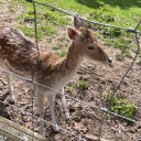 niemand-ist-vollkommen avatar