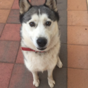 niftu-kalross avatar