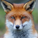 night-elves-are-real avatar