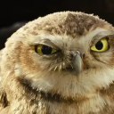 night-owl-writes1 avatar