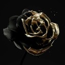 night-roses-blog1 avatar