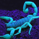 night-vale-scorpions avatar