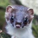 nightbearfredbear avatar