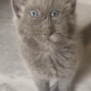 nightcrawlerrrrrrr avatar