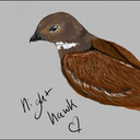 nighthawk1222-blog avatar