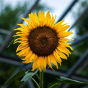 nightime-flowers avatar