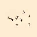 nightly-hysteria avatar