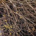 nightmareglitter avatar