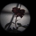 nightmares-in-wonderland avatar