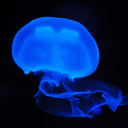 nightmarish-reverie-prompts avatar