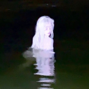 nightmimedreams avatar