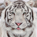 nightmist2640 avatar