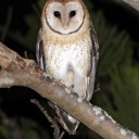 nightowlgottherat avatar