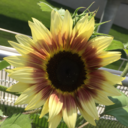 nightsfordays avatar