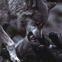 nightshadowwolves avatar