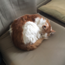 nightwarrior32 avatar