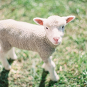 nightwindsent avatar