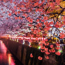 nihonutsukushi avatar