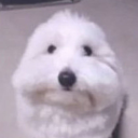 nikaocorrupcao avatar