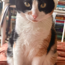 nikiwritesabook avatar