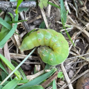 nikkis-bug-blog avatar