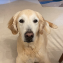 nikkisversionx avatar