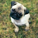 nikkocarinan19 avatar