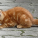nikkyye avatar