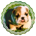 nillilimambos avatar