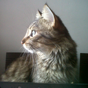 nilton-roveda avatar