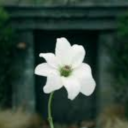 nimbusnight28174 avatar