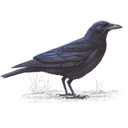 nina-zenik200 avatar