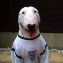 nine-intheafternoon avatar