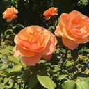 ninetythreetillll avatar