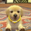 nintendog-boy avatar