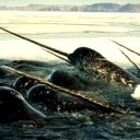 ninyo-petit-mart avatar