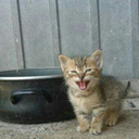 nisamisa-blog avatar