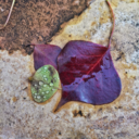 niuhuskiegirl avatar