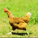 niwatori-house avatar