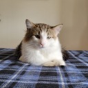 nnnaaarrrfff1 avatar