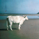 nnonbinarycreature avatar