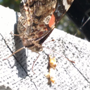 no-generation avatar