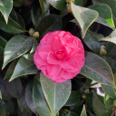 no-i-mean-uh-yes avatar