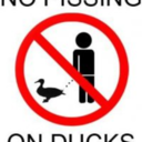 no-pissing-on-ducks avatar