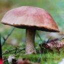 no-sleep-till-ever avatar